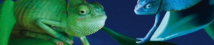 chameleon